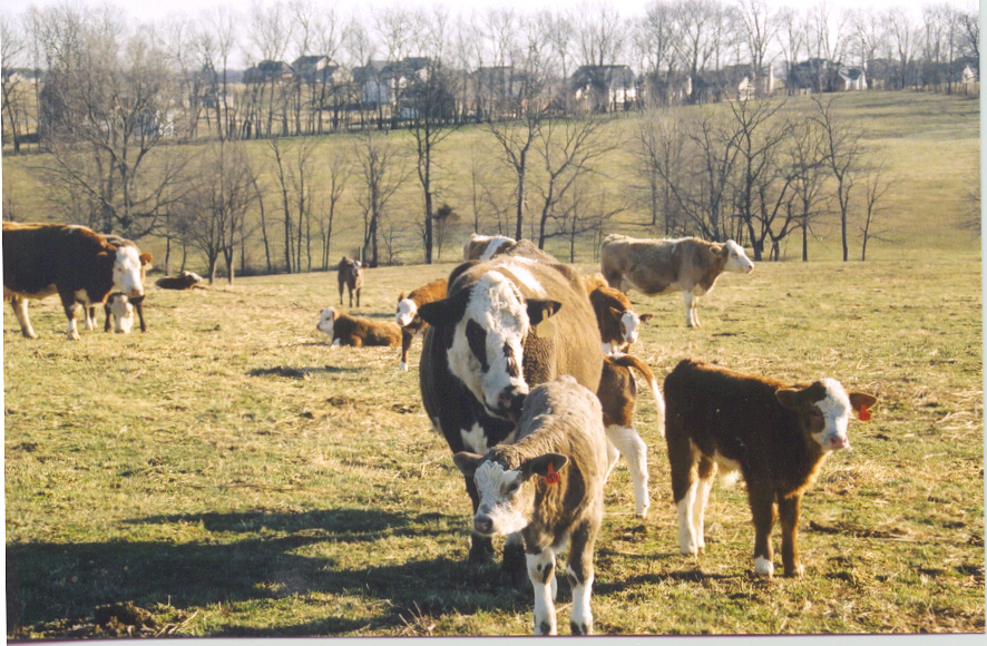 Cowcalf2&subdiv.jpg